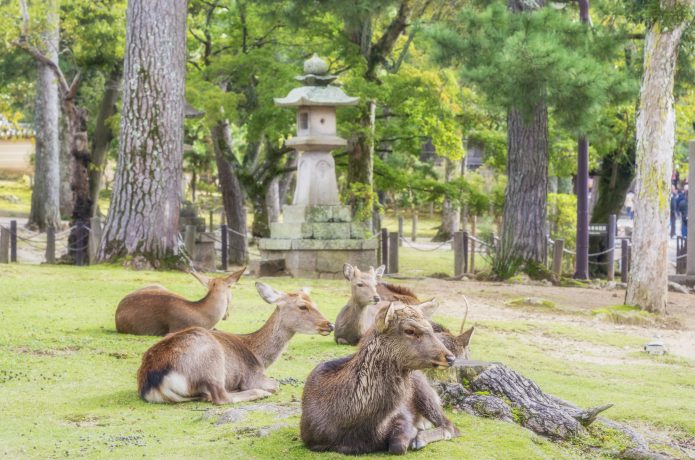 奈良公園