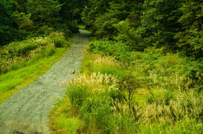 香美町