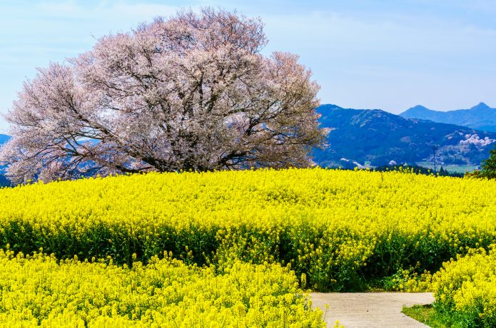 菜の花