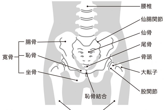 骨盤　図