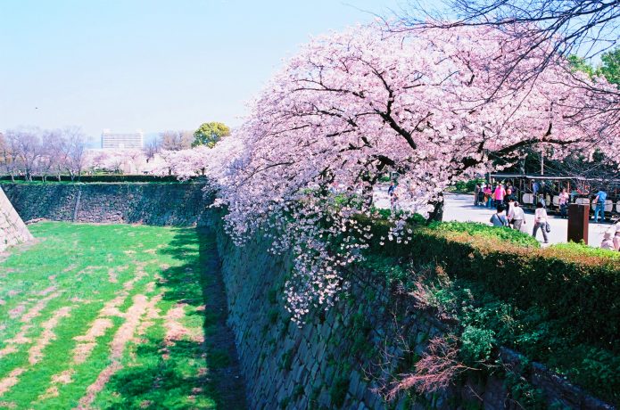 大阪城　桜　観光客