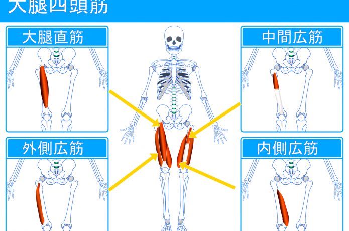 大腿四頭筋