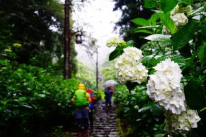 紫陽花　雨の日