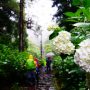 紫陽花　雨の日