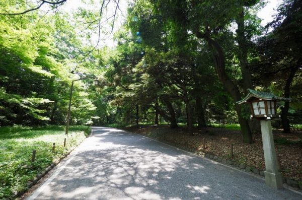 代々木公園　ランニングコース　木陰