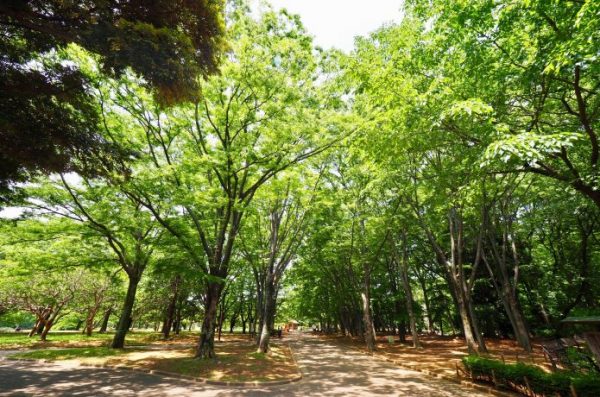 代々木公園　夏　クロカンコース