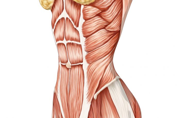 腹筋のイラスト　シックスパック　腹斜筋