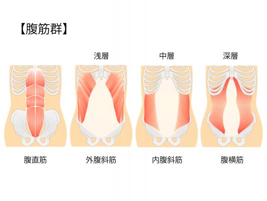 脇腹の筋肉