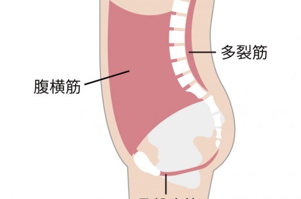 腹横筋