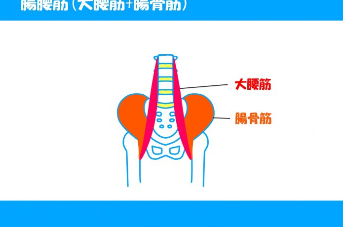 腸骨筋の図解