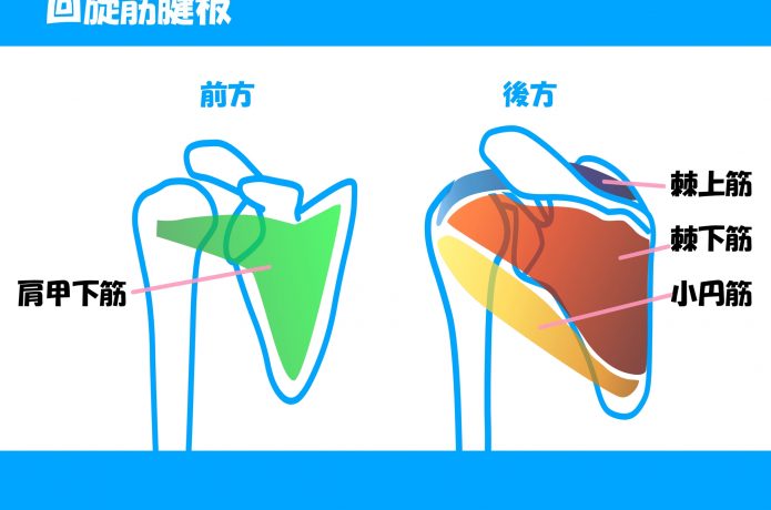 ローテーターカフの図解