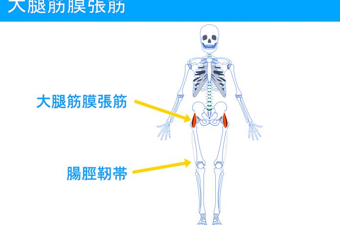 腸脛靱帯のイメージ図