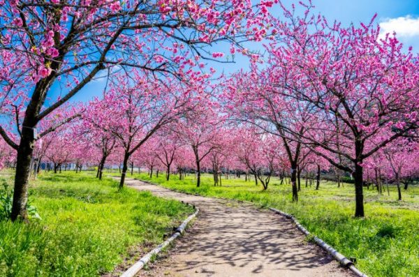 古河公園　はなもも