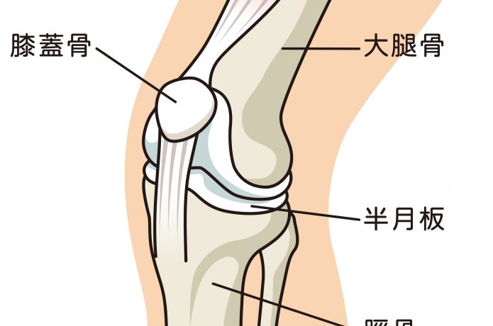 膝蓋大腿関節のイメージ図