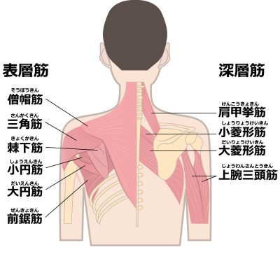 大円筋を含む背中の筋肉