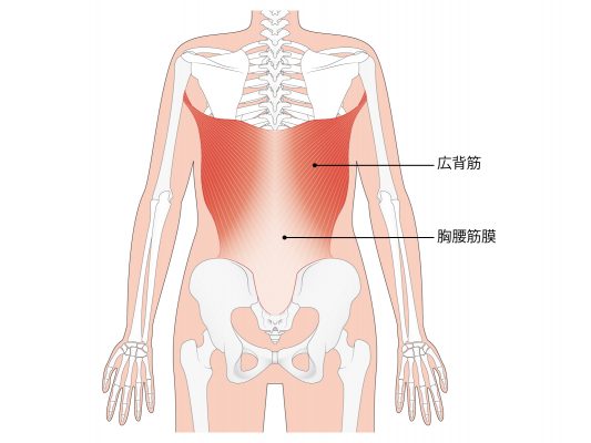 広背筋の解説