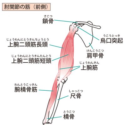 上腕二頭筋を含む腕の筋肉