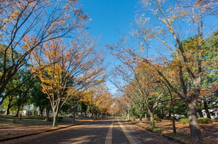 周回コースに適した駒沢公園のコース