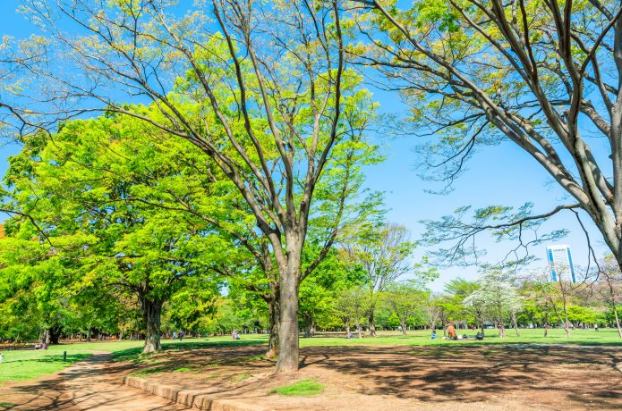 代々木公園の画像