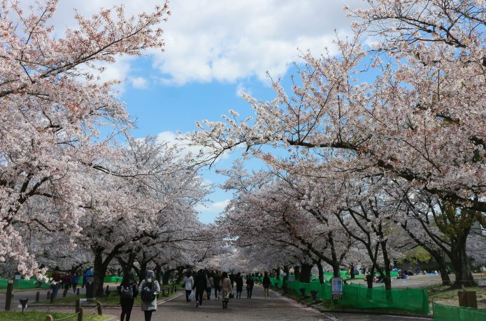 万博公園の桜